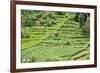 Terraced Rice Paddy and Vegetables Growing on the Fertile Sloping Hills of Central Java-Annie Owen-Framed Photographic Print