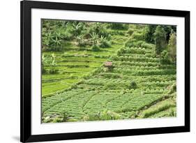 Terraced Rice Paddy and Vegetables Growing on the Fertile Sloping Hills of Central Java-Annie Owen-Framed Photographic Print