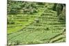 Terraced Rice Paddy and Vegetables Growing on the Fertile Sloping Hills of Central Java-Annie Owen-Mounted Photographic Print