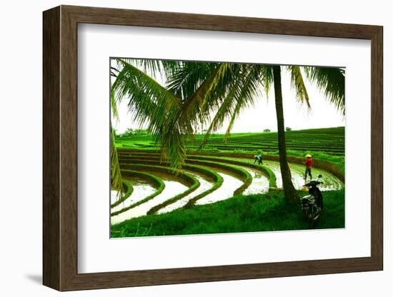 Terraced Rice Paddy in Ubud, Bali, Indonesia, Southeast Asia, Asia-Laura Grier-Framed Photographic Print