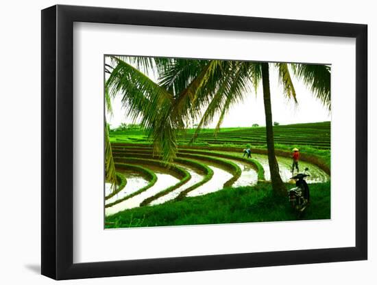 Terraced Rice Paddy in Ubud, Bali, Indonesia, Southeast Asia, Asia-Laura Grier-Framed Photographic Print