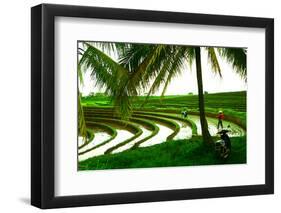 Terraced Rice Paddy in Ubud, Bali, Indonesia, Southeast Asia, Asia-Laura Grier-Framed Photographic Print