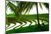 Terraced Rice Paddy in Ubud, Bali, Indonesia, Southeast Asia, Asia-Laura Grier-Mounted Photographic Print