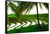 Terraced Rice Paddy in Ubud, Bali, Indonesia, Southeast Asia, Asia-Laura Grier-Framed Stretched Canvas