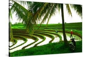 Terraced Rice Paddy in Ubud, Bali, Indonesia, Southeast Asia, Asia-Laura Grier-Stretched Canvas