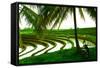 Terraced Rice Paddy in Ubud, Bali, Indonesia, Southeast Asia, Asia-Laura Grier-Framed Stretched Canvas