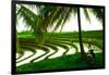 Terraced Rice Paddy in Ubud, Bali, Indonesia, Southeast Asia, Asia-Laura Grier-Framed Photographic Print