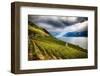 Terraced Vineyard Overlooking Lake Geneva-George Oze-Framed Photographic Print