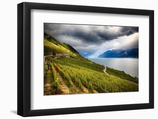 Terraced Vineyard Overlooking Lake Geneva-George Oze-Framed Photographic Print