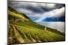 Terraced Vineyard Overlooking Lake Geneva-George Oze-Mounted Photographic Print