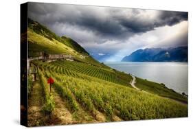 Terraced Vineyard Overlooking Lake Geneva-George Oze-Stretched Canvas