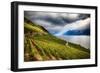 Terraced Vineyard Overlooking Lake Geneva-George Oze-Framed Photographic Print