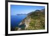 Terraced Vineyards at Corniglia-Mark Sunderland-Framed Photographic Print