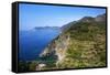 Terraced Vineyards at Corniglia-Mark Sunderland-Framed Stretched Canvas