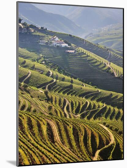 Terraced Vineyards in the Douro Region, a UNESCO World Heritage Site. Portugal-Mauricio Abreu-Mounted Photographic Print