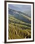 Terraced Vineyards in the Douro Region, a UNESCO World Heritage Site. Portugal-Mauricio Abreu-Framed Photographic Print