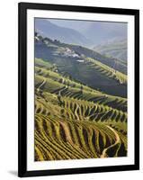 Terraced Vineyards in the Douro Region, a UNESCO World Heritage Site. Portugal-Mauricio Abreu-Framed Photographic Print