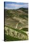 Terraced Vineyards Lining the Hills of the Duoro Valley-Terry Eggers-Stretched Canvas