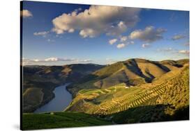 Terraced Vineyards Lining the Hills of the Duoro Valley-Terry Eggers-Stretched Canvas