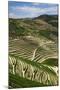 Terraced Vineyards Lining the Hills of the Duoro Valley-Terry Eggers-Mounted Photographic Print