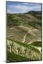 Terraced Vineyards Lining the Hills of the Duoro Valley-Terry Eggers-Mounted Photographic Print