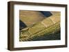 Terraced Vineyards Lining the Hills of the Duoro Valley-Terry Eggers-Framed Photographic Print