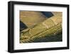 Terraced Vineyards Lining the Hills of the Duoro Valley-Terry Eggers-Framed Photographic Print