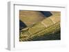 Terraced Vineyards Lining the Hills of the Duoro Valley-Terry Eggers-Framed Photographic Print