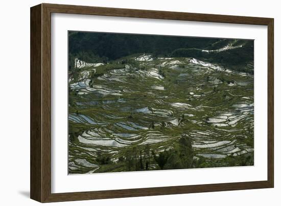 Terraces in Yunnan fashioned over hundreds of years by the Hani, Yuanyang, China-Alex Treadway-Framed Photographic Print