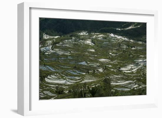 Terraces in Yunnan fashioned over hundreds of years by the Hani, Yuanyang, China-Alex Treadway-Framed Photographic Print