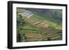 Terraces on Mountain Side, Sindoro-Sumbing Valley, Java, Indonesia-Keren Su-Framed Photographic Print