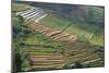 Terraces on Mountain Side, Sindoro-Sumbing Valley, Java, Indonesia-Keren Su-Mounted Photographic Print