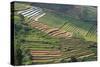 Terraces on Mountain Side, Sindoro-Sumbing Valley, Java, Indonesia-Keren Su-Stretched Canvas