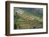 Terraces on Mountain Side, Sindoro-Sumbing Valley, Java, Indonesia-Keren Su-Framed Photographic Print