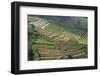 Terraces on Mountain Side, Sindoro-Sumbing Valley, Java, Indonesia-Keren Su-Framed Photographic Print