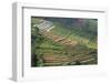 Terraces on Mountain Side, Sindoro-Sumbing Valley, Java, Indonesia-Keren Su-Framed Photographic Print