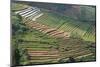 Terraces on Mountain Side, Sindoro-Sumbing Valley, Java, Indonesia-Keren Su-Mounted Photographic Print