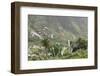 Terraces, Valle Gran Rey, La Gomera, Canary Islands, Spain, Europe-Markus Lange-Framed Photographic Print