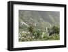 Terraces, Valle Gran Rey, La Gomera, Canary Islands, Spain, Europe-Markus Lange-Framed Photographic Print