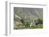 Terraces, Valle Gran Rey, La Gomera, Canary Islands, Spain, Europe-Markus Lange-Framed Photographic Print