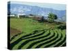 Terracing on Small Farm, Godet, Haiti, West Indies, Caribbean, Central America-Murray Louise-Stretched Canvas