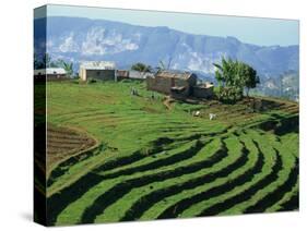 Terracing on Small Farm, Godet, Haiti, West Indies, Caribbean, Central America-Murray Louise-Stretched Canvas