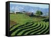 Terracing on Small Farm, Godet, Haiti, West Indies, Caribbean, Central America-Murray Louise-Framed Stretched Canvas