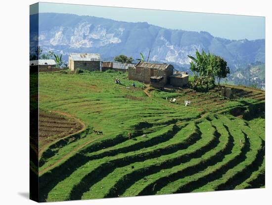 Terracing on Small Farm, Godet, Haiti, West Indies, Caribbean, Central America-Murray Louise-Stretched Canvas