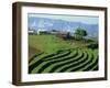 Terracing on Small Farm, Godet, Haiti, West Indies, Caribbean, Central America-Murray Louise-Framed Photographic Print