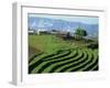 Terracing on Small Farm, Godet, Haiti, West Indies, Caribbean, Central America-Murray Louise-Framed Photographic Print