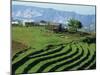 Terracing on Small Farm, Godet, Haiti, West Indies, Caribbean, Central America-Murray Louise-Mounted Photographic Print