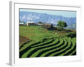 Terracing on Small Farm, Godet, Haiti, West Indies, Caribbean, Central America-Murray Louise-Framed Photographic Print