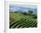 Terracing on Small Farm, Godet, Haiti, West Indies, Caribbean, Central America-Murray Louise-Framed Photographic Print