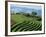 Terracing on Small Farm, Godet, Haiti, West Indies, Caribbean, Central America-Murray Louise-Framed Photographic Print